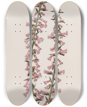 Triptych art skateboard deck of Sydenham Edwards Smallflowered Pitted Epacris by Sydenham Edwards (1768-1819)