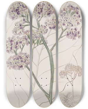 Triptych art skateboard deck of Sydenham Edwards Tree Statice by Sydenham Edwards (1768-1819)