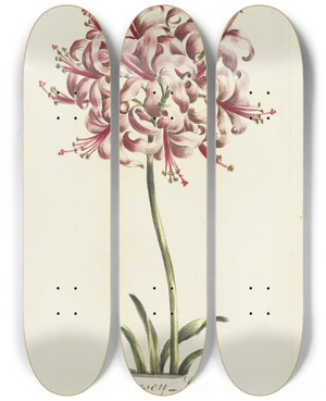 Triptych art skateboard deck of Carington Bowles Guernsey Lilly by Carington Bowles (1724-1793)