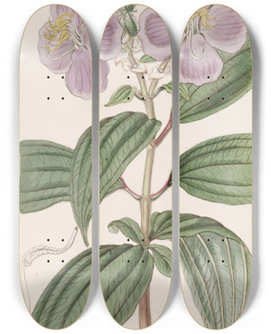 Triptych art skateboard deck of Sydenham Edwards Starry Osbeckia With Small Scales by Sydenham Edwards (1768-1819)