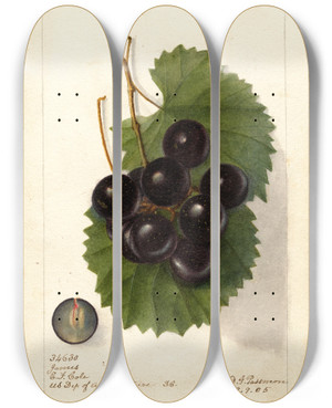 Triptych art skateboard deck of Deborah Griscom Passmore Vitis James by Deborah Griscom Passmore (1840-1911)