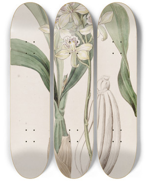 Triptych art skateboard deck of Sydenham Edwards Rayflowered Epidendrum by Sydenham Edwards (1768-1819)