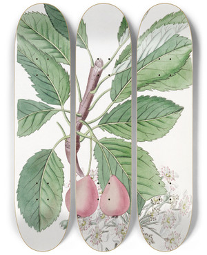 Triptych art skateboard deck of Sydenham Edwards The Bollwyller Pear by Sydenham Edwards (1768-1819)