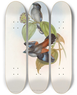 Triptych art skateboard deck of John Gould Redbacked Eurylaime by John Gould (1804-1881)