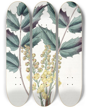 Triptych art skateboard deck of Sydenham Edwards Glumaceous Berberry by Sydenham Edwards (1768-1819)