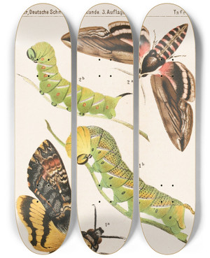 Triptych art skateboard deck of Adolf Speyer Deutsche Schmetterlingskunde Fr Anfnger Nebst Einer Anleitung Zum Sammeln Pl06 by Adolf Speyer (1812-1892)