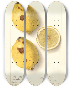 Triptych art skateboard deck of Ellen Isham Schutt Citrus Limon_7 by Ellen Isham Schutt (1873-1955)
