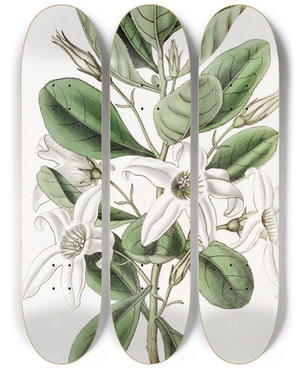 Triptych art skateboard deck of Sydenham Edwards Clammy Anthocercis by Sydenham Edwards (1768-1819)