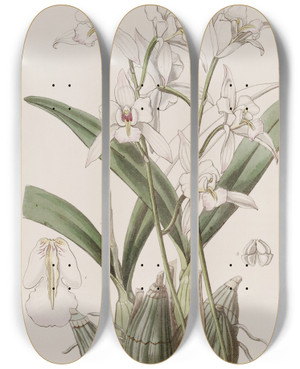 Triptych art skateboard deck of Sydenham Edwards Whiteflowered Laelia by Sydenham Edwards (1768-1819)