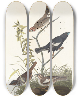 Triptych art skateboard deck of John James Audubon Lark Finch Prairie Finch Brown Song Sparrow by John James Audubon (1785-1851)