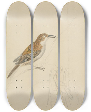 Triptych art skateboard deck of James Sowerby Eurasian Treecreeper by James Sowerby (1757-1822)