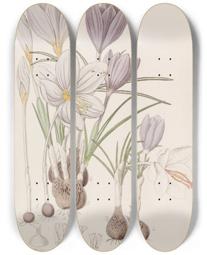 Triptych art skateboard deck of Sydenham Edwards Autumnal Crocuses_2 by Sydenham Edwards (1768-1819)