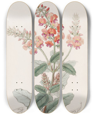 Triptych art skateboard deck of Sydenham Edwards Shaggy Gastrolobe by Sydenham Edwards (1768-1819)