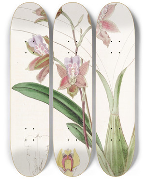 Triptych art skateboard deck of Sydenham Edwards The Duke Of Bedfords Oncidium by Sydenham Edwards (1768-1819)