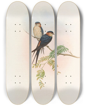 Triptych art skateboard deck of John Gould Indian Mosqueswallow by John Gould (1804-1881)