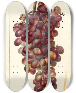 Triptych art skateboard deck of Deborah Griscom Passmore Vitis Sultanina Rosea_1 by Deborah Griscom Passmore (1840-1911)