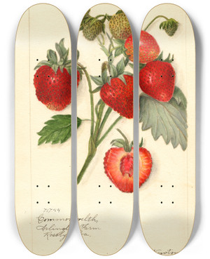 Triptych art skateboard deck of Amanda Almira Newton Fragaria Commonwealth by Amanda Almira Newton (1860-1943)