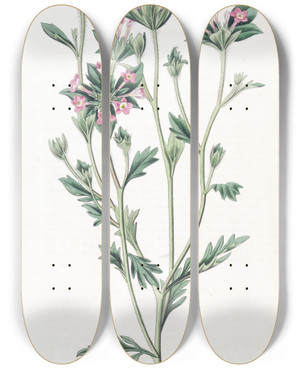 Triptych art skateboard deck of Sydenham Edwards Variousleaved Collomia by Sydenham Edwards (1768-1819)