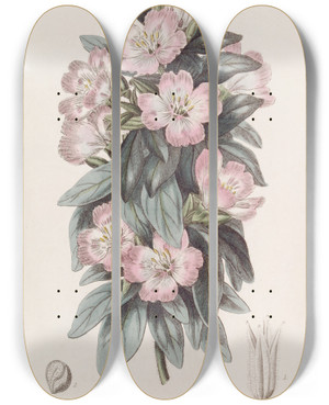 Triptych art skateboard deck of Sydenham Edwards Whitish Godetia by Sydenham Edwards (1768-1819)