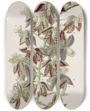 Triptych art skateboard deck of Sydenham Edwards Darkflowered Catasetum by Sydenham Edwards (1768-1819)