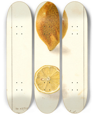 Triptych art skateboard deck of Ellen Isham Schutt Citrus Limon_10 by Ellen Isham Schutt (1873-1955)
