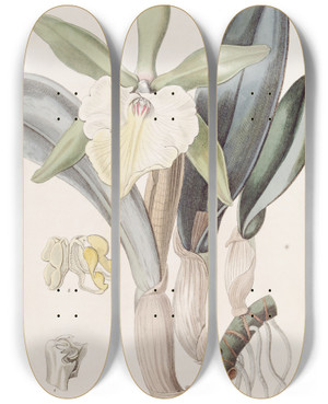 Triptych art skateboard deck of Sydenham Edwards Glaucous Brasavola by Sydenham Edwards (1768-1819)