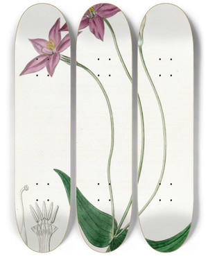 Triptych art skateboard deck of Sydenham Edwards Longstalked Chironia by Sydenham Edwards (1768-1819)
