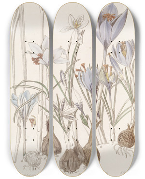Triptych art skateboard deck of Sydenham Edwards Autumnal Crocuses_1 by Sydenham Edwards (1768-1819)