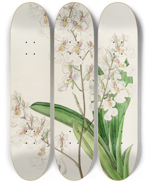 Triptych art skateboard deck of Sydenham Edwards Pretty Oncidium by Sydenham Edwards (1768-1819)