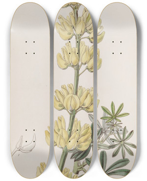 Triptych art skateboard deck of Sydenham Edwards Tree Lupine by Sydenham Edwards (1768-1819)
