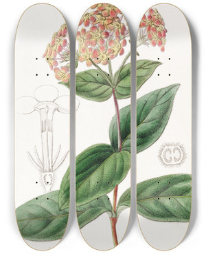 Triptych art skateboard deck of Sydenham Edwards Sweetscented Rondeletia by Sydenham Edwards (1768-1819)