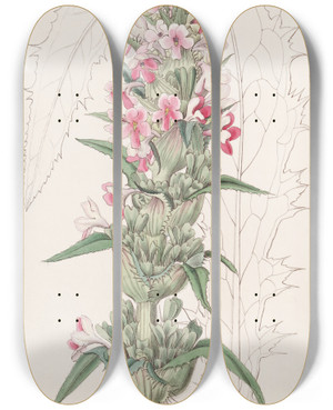 Triptych art skateboard deck of Sydenham Edwards Longleaved Morina by Sydenham Edwards (1768-1819)