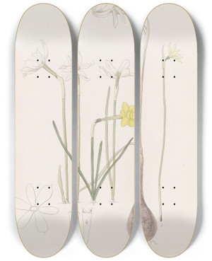 Triptych art skateboard deck of Sydenham Edwards Narcissuses by Sydenham Edwards (1768-1819)