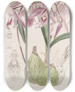 Triptych art skateboard deck of Sydenham Edwards Warted Epidendrum by Sydenham Edwards (1768-1819)