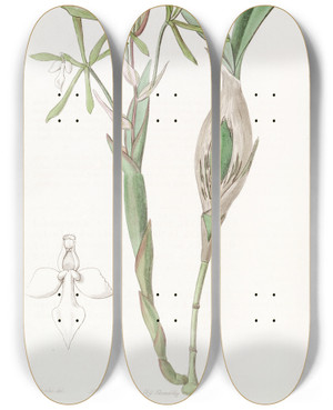 Triptych art skateboard deck of Sydenham Edwards Clubstemmed Epidendrum by Sydenham Edwards (1768-1819)