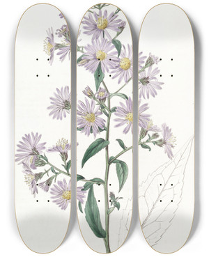 Triptych art skateboard deck of Sydenham Edwards Pallid Aster by Sydenham Edwards (1768-1819)