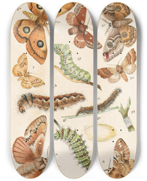 Triptych art skateboard deck of Adolf Speyer Deutsche Schmetterlingskunde Fr Anfnger Nebst Einer Anleitung Zum Sammeln Pl10 by Adolf Speyer (1812-1892)