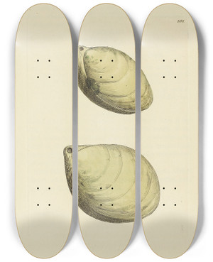 Triptych art skateboard deck of James Sowerby The Mineral Conchology Of Great Britain Pl099 by James Sowerby (1757-1822)