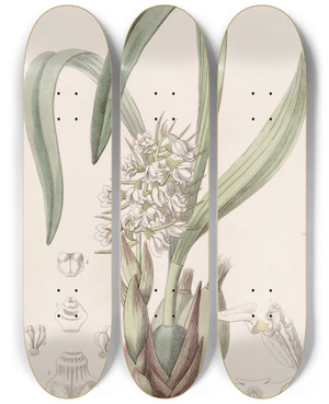 Triptych art skateboard deck of Sydenham Edwards Mr Bauers Caelia by Sydenham Edwards (1768-1819)