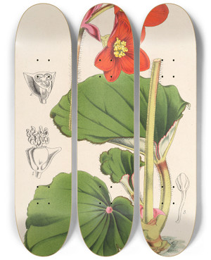 Triptych art skateboard deck of Charles Antoine Lemaire Begonia Veitchii by Charles Antoine Lemaire (1800-1871)