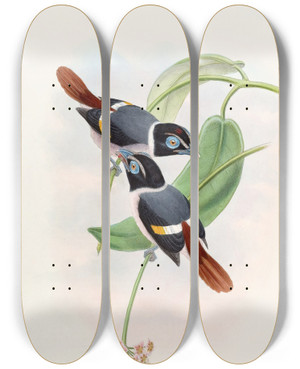 Triptych art skateboard deck of John Gould Steeres Broadbill by John Gould (1804-1881)
