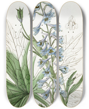 Triptych art skateboard deck of Sydenham Edwards Paleblue Variable Larkspur by Sydenham Edwards (1768-1819)