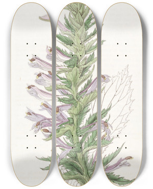 Triptych art skateboard deck of Sydenham Edwards Wingedstemmed Lobelia by Sydenham Edwards (1768-1819)
