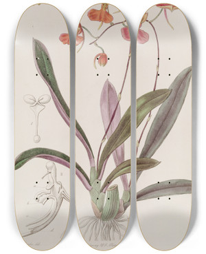 Triptych art skateboard deck of Sydenham Edwards Scarlet Comparettia by Sydenham Edwards (1768-1819)