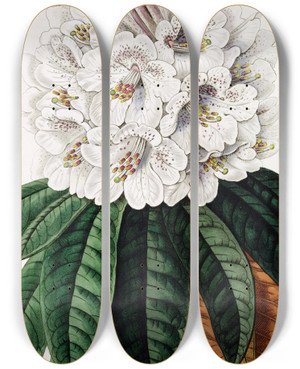 Triptych art skateboard deck of Sydenham Edwards Cinammoncoloured Tree Rhododendron by Sydenham Edwards (1768-1819)
