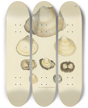 Triptych art skateboard deck of James Sowerby The Mineral Conchology Of Great Britain Pl014 by James Sowerby (1757-1822)