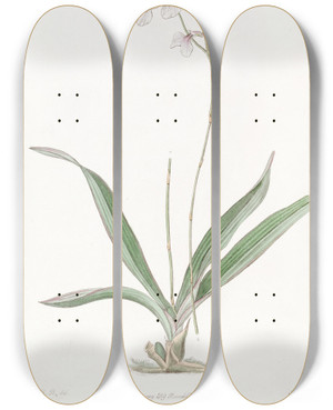 Triptych art skateboard deck of Sydenham Edwards Delicate Ionopsis by Sydenham Edwards (1768-1819)