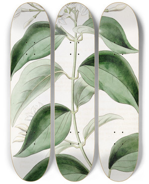 Triptych art skateboard deck of Sydenham Edwards Pointedleaved Jasmine by Sydenham Edwards (1768-1819)