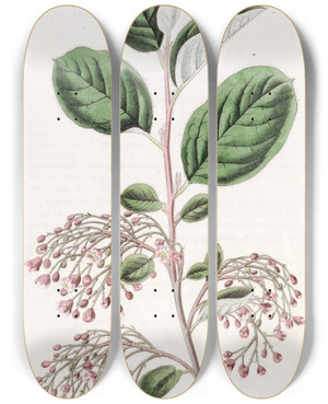 Triptych art skateboard deck of Sydenham Edwards Looseclustered Cotoneaster by Sydenham Edwards (1768-1819)