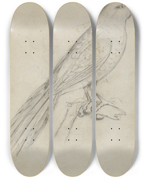 Triptych art skateboard deck of James Sowerby A Parrot by James Sowerby (1757-1822)
